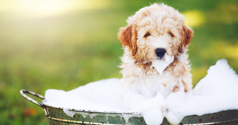 Optimizing Images: Puppy Taking a Bath