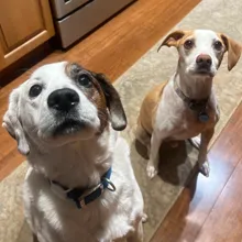Carmen's dogs