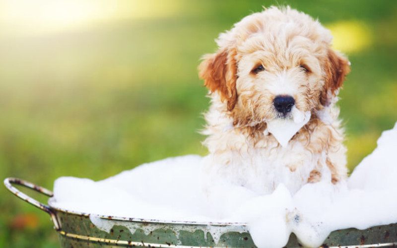 Puppy in bath